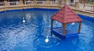 Двух белоснежных лебедей выпустили в Центральный парк Ставрополя