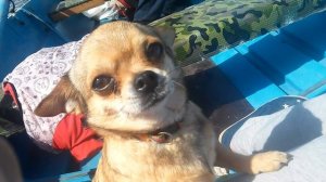 Автобот + SELVA 5 тестирование