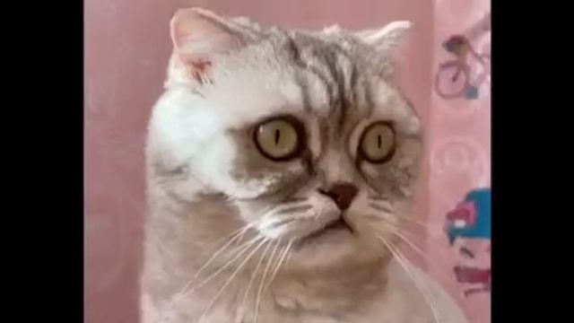 тайная жизнь домашних животных смотреть онлайн