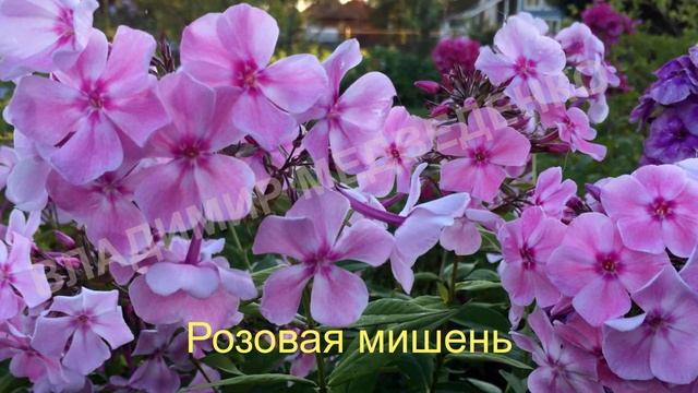 Флоксы 2022 смотреть онлайн