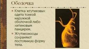 Простейшие. Жгутиковые.AVI
