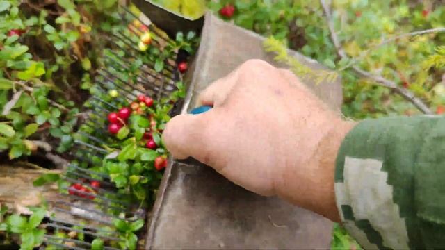 Заготавливаем витамины на зиму. Сбор брусники. смотреть онлайн