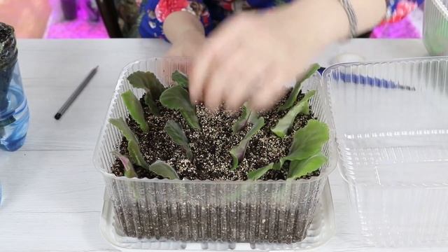 Домашний Цветочный Бизнес! Выращивание деток фиалок в тепличке, разные приемчики
