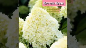 "КОТТОН КРЕМ" Гортензия Метельчатая