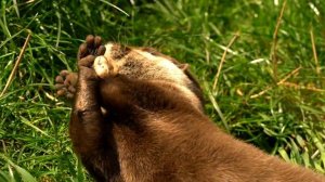 релакс музыка животные.mp4