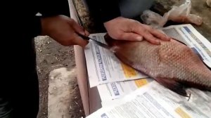 Коптим леща. ч 1. Разделывание леща перед горячим копчением