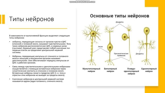 8 касс Строение нервной системы Нервная ткань Нейрон Синапс Нервы Отделы нервной системы смотреть онлайн
