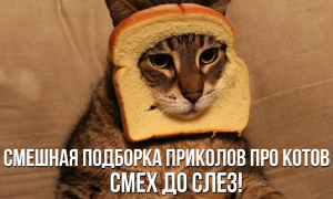 КОТЫ ХУЛИГАНЫ! Смешная подборка приколов про котов!