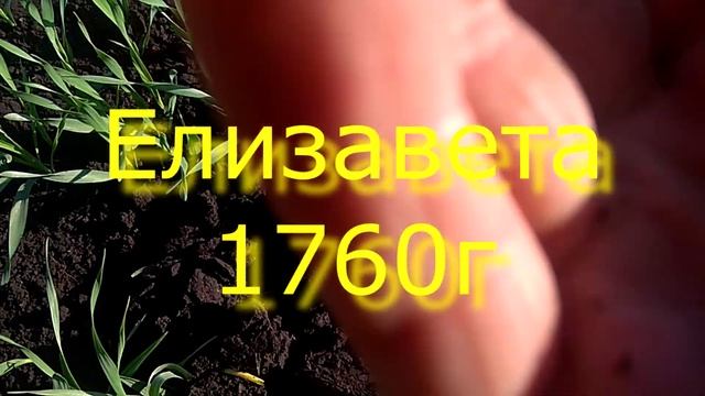 Проснулся и помчался в поля!! Невозможно сидеть дома!!