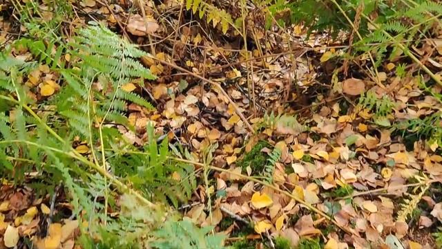 Ирландия / На охоту / Заготовка грибов/ Бабушкин секрет? смотреть онлайн