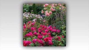 Heathcliff Rose, David Austin 2012
