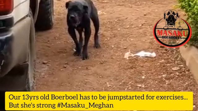 Oldest Dog 13 years - Old Boerboel смотреть онлайн