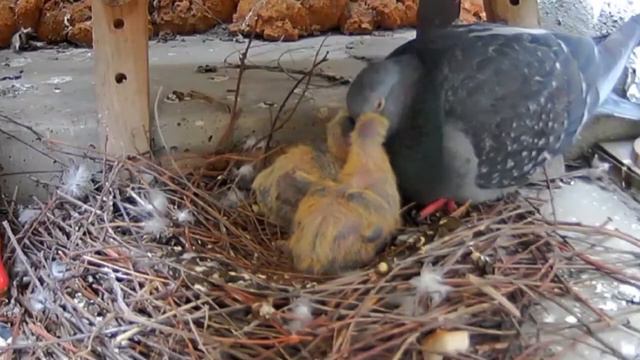 Гули смотреть онлайн