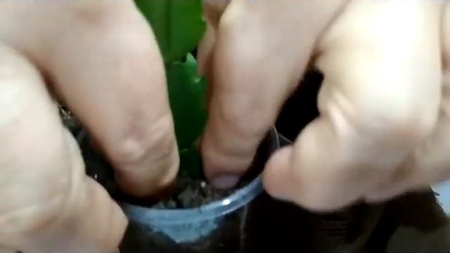 Декабрист дома без затрат на магазин смотреть онлайн