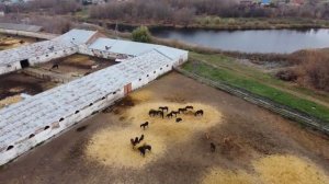 Хреновской конный завод (Воронежская область, Бобровский район), октябрь 2021