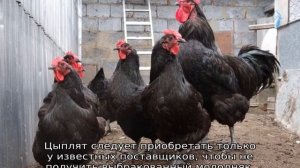 Джерсийский Гигант (порода кур)