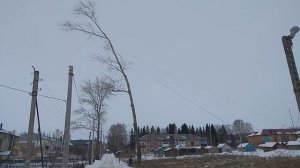 Валим дерево с оттяжкой