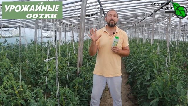 Монофосфат калия... НЕОБЯЗАТЕЛЬНО! Отличный вариант для вкусных и красивых томатов!