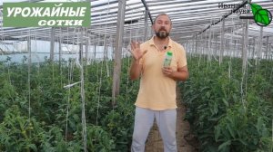 Монофосфат калия... НЕОБЯЗАТЕЛЬНО! Отличный вариант для вкусных и красивых томатов!