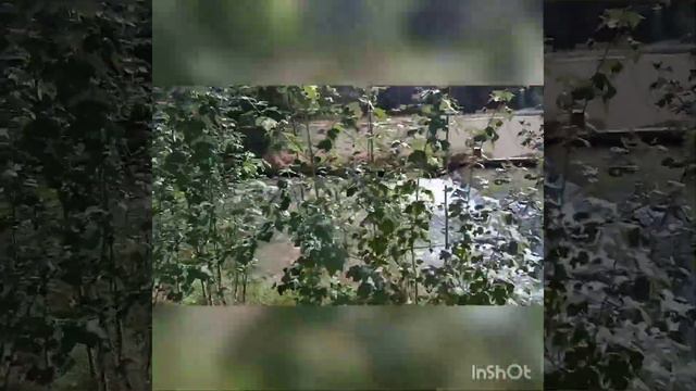 Том Джонс Казахстана, Игорь Васильевич Личадеев посвящает песню своим друзьям!!! смотреть онлайн