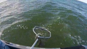 На спиннинг В ЗАЛИВЕ судак атаковал только ЭТУ ПРИМАНКУ! Рыбалка. Разведка новых мест