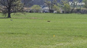 Mister Dolce Good To See You (R) - Atari Brodwinek (W). SLOVAK COURSING CHAMP 2018.