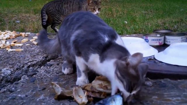 26.08.2023г. 18:22:31...18:30:57. Вынес котикам кушать . Пушок и Маркиз пришли (+3 видео). смотреть онлайн