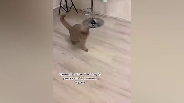 Приколы с животными??