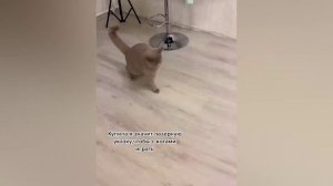 Приколы с животными??