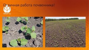 Пестициды: ошибки при защите сои