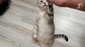 Клепа и дрессура (кто кого - вопрос)