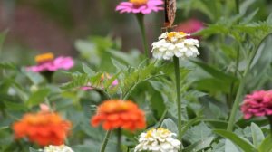 PawPaw Mountain - Zinnias and Butterflies