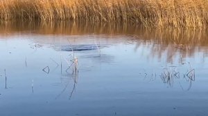 Щука осенью/сумасшедший клев щуки в трасте осенью
