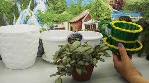 Пересадка подрастающих деток эписций в емкости разного размера.