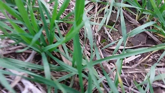 Выращивание озимой пшеницы. No-till 18.11.2017 предшественник горох смотреть онлайн