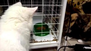Вот так котики воруют еду у товарища!
