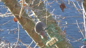 Hybrid Northern Flicker