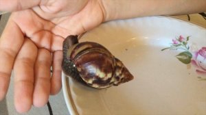 Ахатины, мы завелиулитку. Наш новый питомец улитка Ахатина. Как быстро они растут.