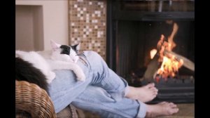 Мурлычет кошка (заставка на рабочий стол компьютера)