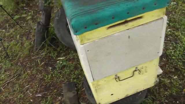 Медведь пришел в село на пасеку 2020 !!! смотреть онлайн