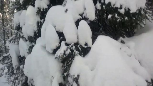 Сказочный северный лес в снегу из серии прогулки с вуком хаски смотреть онлайн