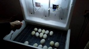 #14-ый день инкубации гусиных яиц#овоскопирование#