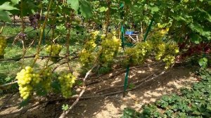 @Виноград Валек  Вкусный виноград, шикарный мускат