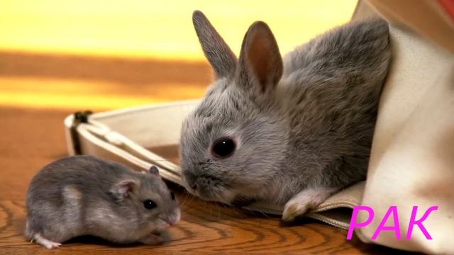 Ваше животное-талисман по Знаку Зодиака смотреть онлайн