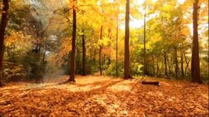 Отговорила роща золотая