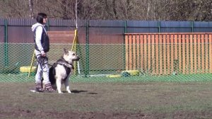 Восточноевропейские овчарки питомника Веолар.
