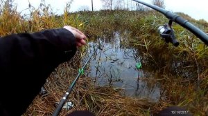 Ловля карася на болоте в камыше. Осенняя рыбалка в октябре 2017