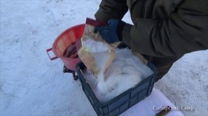 Рыба Сухого Посола Язь Подъязок Дедовский Способ