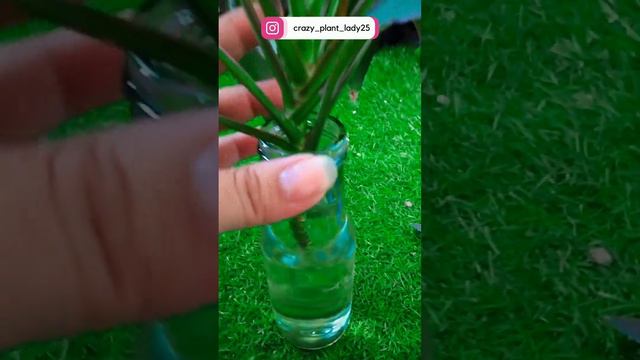 Easiest Way To Propagate Dracaena