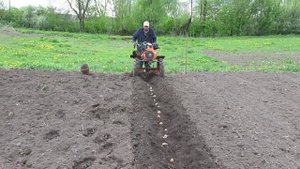 загребаем картошку после посадки